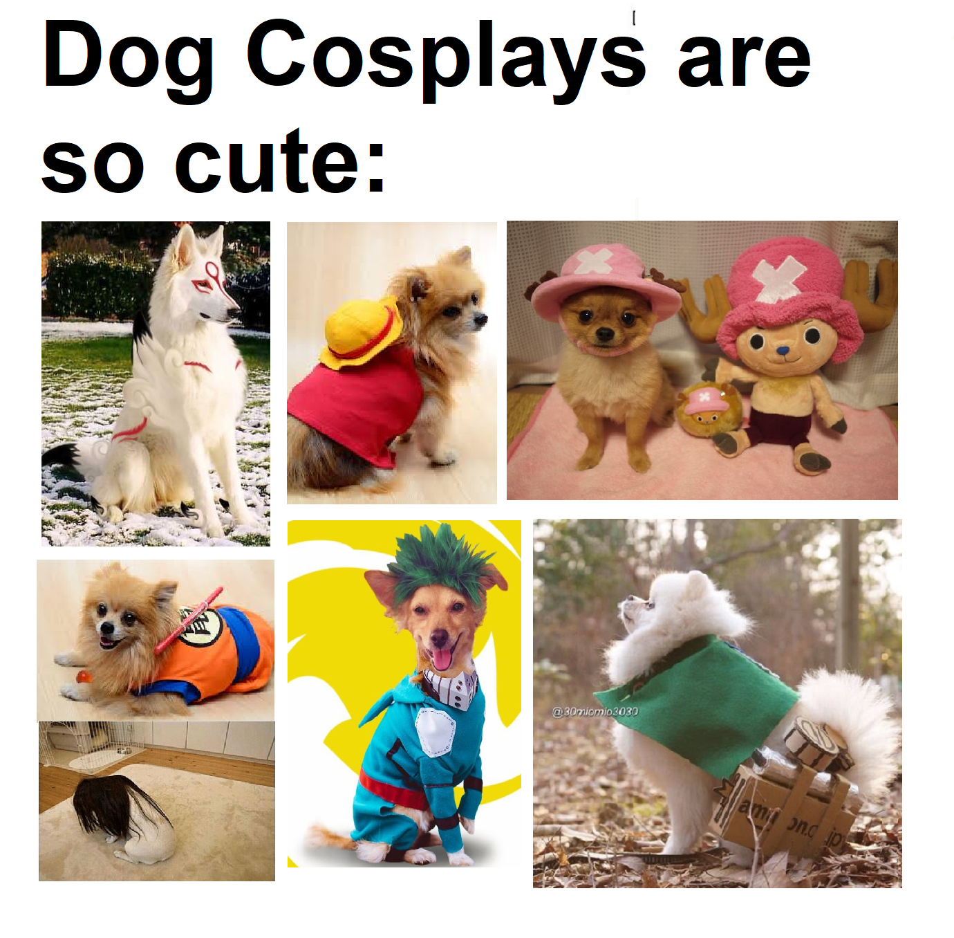 Cute Dogs to Warm Your Heart Up