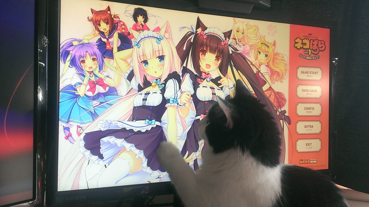 Nekopara #1