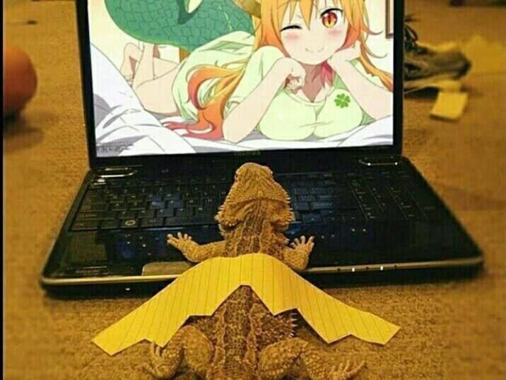 Kobayashi-san Chi no Maid Dragon #39